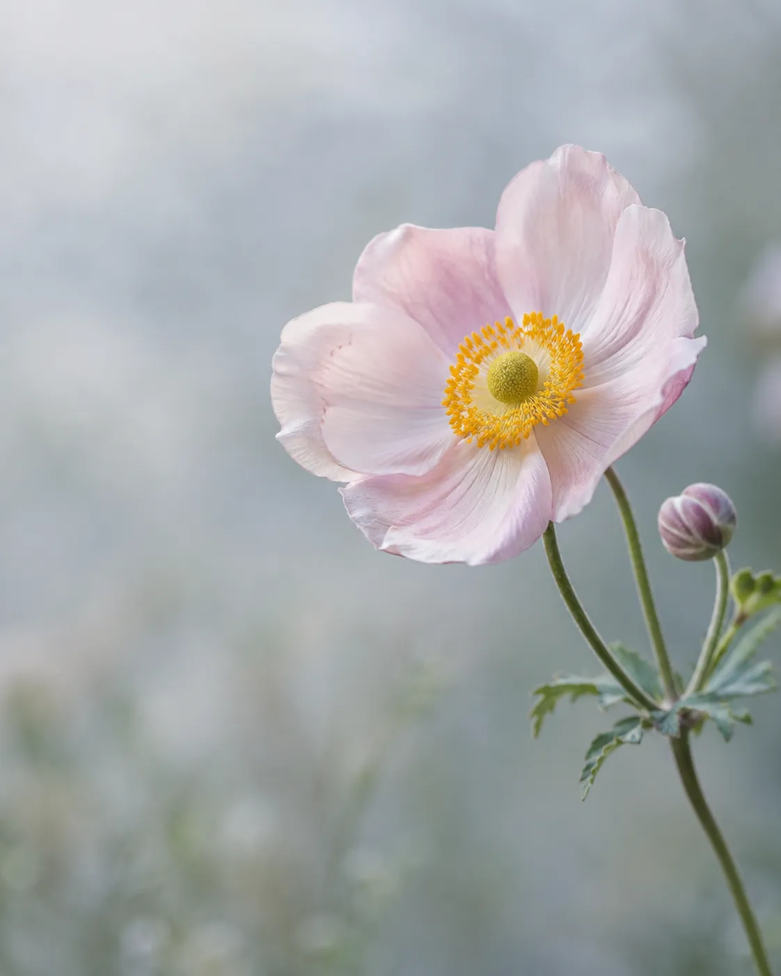 Pale blush anemone and a small bud in soft garden light