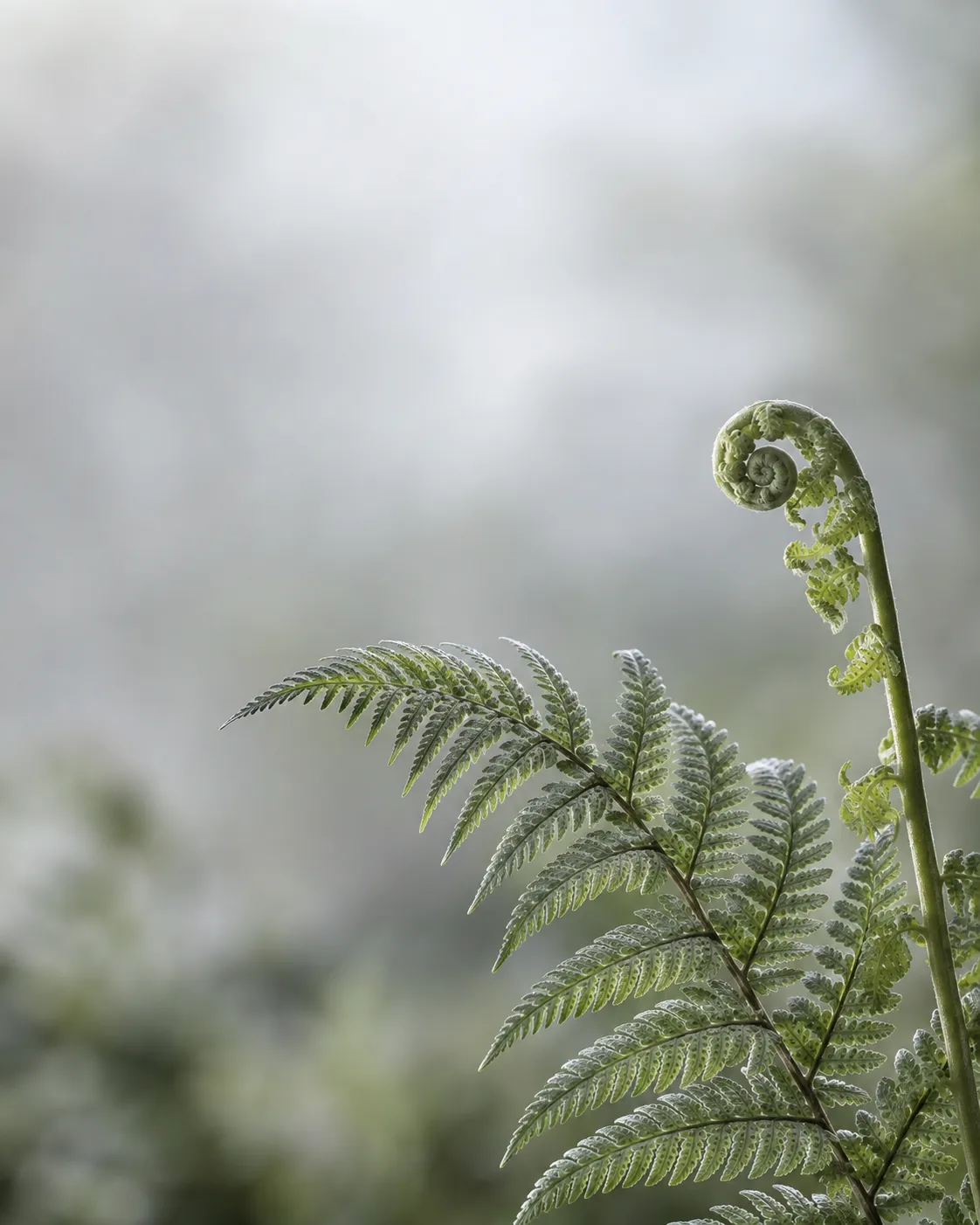 An unfurling fern frond in soft natural light